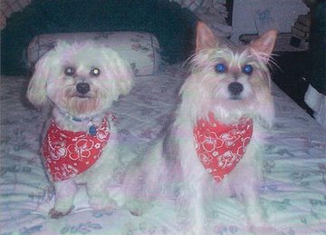 Maltese & Cairn Terrier X Silkie