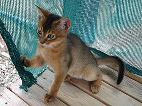 Abyssinian (Blue coloured coat)