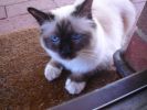 my birman male Cat Wesley
Views: 1383
Rating: 4.67/5
Date: 26.07.06
640x480 (62.9 KB)