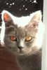 British Shorthair female. Luna
Views: 3171
Rating: 2/5
Date: 21.11.13
640x960 (94.0 KB)