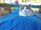 blue/white bicolour British Shorthair kitten
Views: 2152
Rating: 4.43/5
Date: 13.02.04
300x226 (23.4 KB)
