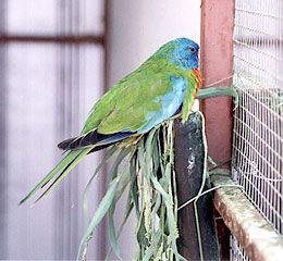 Scarlet Chested Parrot