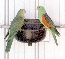 Red-Winged Parrot