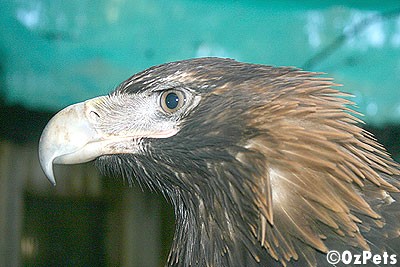 Wedged-Tailed Eagle