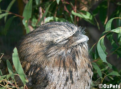 Tawny Frog Mouth