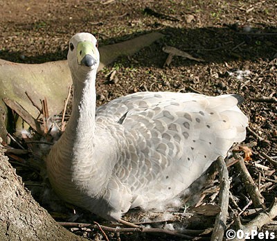 Cape Barron Goose