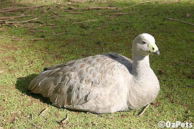 Cape Barron Goose