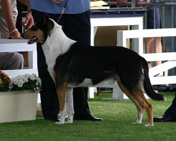 Collie (Smooth)