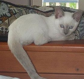 Old Style Siamese