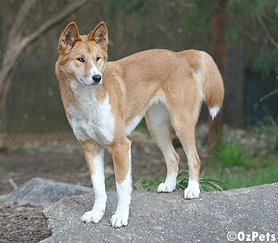 Australian Dingo