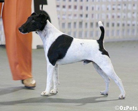 Fox Terrier (Smooth)