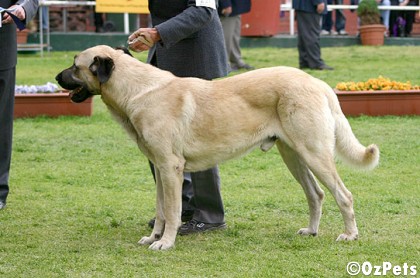 Kangal Dog