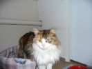 This is my cat kitty, She was badly attacked and neally died.
Views: 1713
Rating: 5/5
Date: 16.02.09
500x375 (19.6 KB)