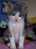 Rescued from the RSPCA
Views: 2736
Rating: 4.72/5
Date: 13.02.04
300x400 (24.0 KB)