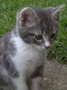 Rescued from the RSPCA
Views: 2834
Rating: 4.73/5
Date: 13.02.04
300x400 (29.6 KB)
