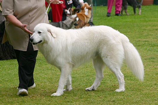 Maremma Sheepdog