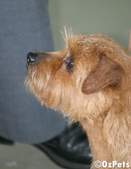 Norfolk Terrier