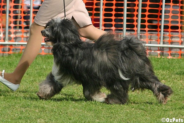 Tibetan Terrier