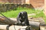 Taronga Zoo
Views: 687
Rating: 0/5
Date: 25.08.09
901x600 (270.0 KB)