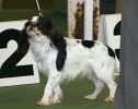 King Charles Spaniel Club of Victoria Open & Champ Show 2004
Views: 1056
Rating: 3.5/5
Date: 19.06.04
400x316 (32.8 KB)