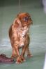 King Charles Spaniel Club of Victoria Open & Champ Show 2004
Views: 927
Rating: 0/5
Date: 19.06.04
266x400 (21.0 KB)