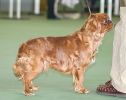 King Charles Spaniel Club of Victoria Open & Champ Show 2004
Views: 889
Rating: 5/5
Date: 19.06.04
400x316 (36.2 KB)