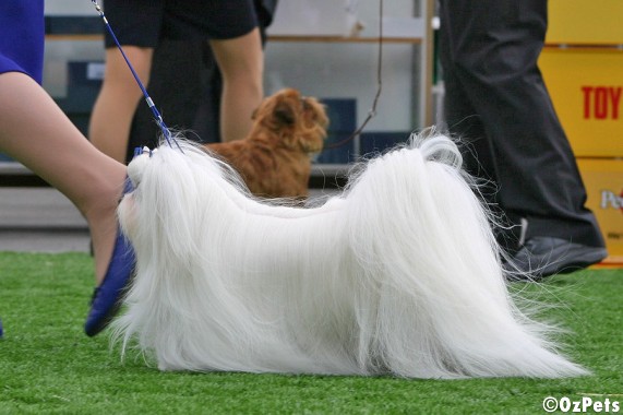 Maltese Terrier