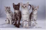 Egyptian Mau kids posing for their profesional photo.
Views: 1492
Rating: 4.67/5
Date: 27.03.07
896x592 (57.8 KB)