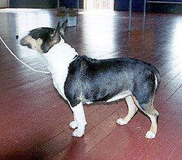 Bull Terrier (Miniature)