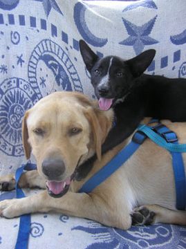 Labrador & Kelpie