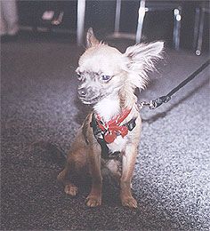 Chihuahua Long Coat