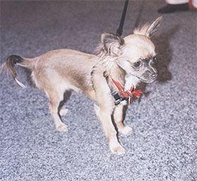Chihuahua Long Coat