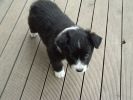 Beautiful Border Collie puppy at Jordyalan Kennels,5 weeks old.
Views: 900
Rating: 4/5
Date: 27.04.07
640x480 (89.4 KB)