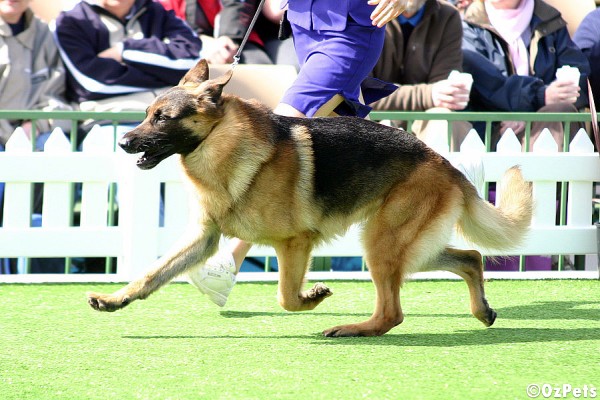 German Shepherd Dog