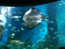 Melbourne Aquarium 2011
