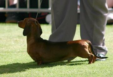 Dachshund (Miniature Smooth Haired)