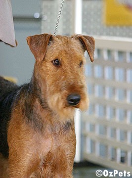 Welsh Terrier