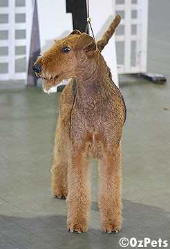 Welsh Terrier