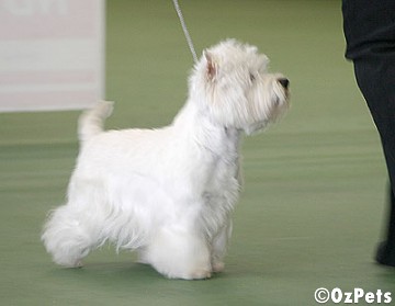 West Highland White Terrier (Westie)