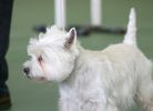 West Highland White Terrier Club of Victoria Championship Show 2004
Views: 1101
Rating: 4/5
Date: 17.06.04
400x289 (17.0 KB)