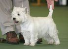 West Highland White Terrier Club of Victoria Championship Show 2004
Views: 1016
Rating: 5/5
Date: 17.06.04
400x289 (28.3 KB)