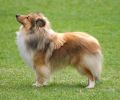 Pictured at the 2004 Shetland Sheepdog Club of Victoria championship show.
Views: 861
Rating: 4.5/5
Date: 01.06.04
400x333 (39.3 KB)