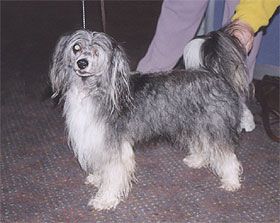 Powder Puff Chinese Crested