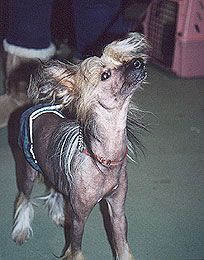 Chinese Crested Dog