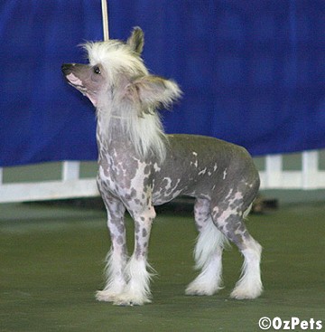 Chinese Crested Dog (hairless)