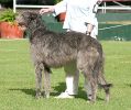 Pictured at the Deerhound Club of Victoria open show 2004.
Views: 667
Rating: 0/5
Date: 01.06.04
400x336 (60.8 KB)