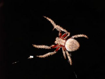 Garden Orb Weaving Spider