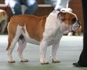 Pictured at the 2004 British Bulldog Club of Victoria championship show.
Views: 638
Rating: 5/5
Date: 01.06.04
400x321 (34.8 KB)