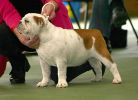 Pictured at the 2004 British Bulldog Club of Victoria championship show.
Views: 703
Rating: 5/5
Date: 01.06.04
400x289 (28.2 KB)