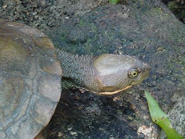 short neck turtle